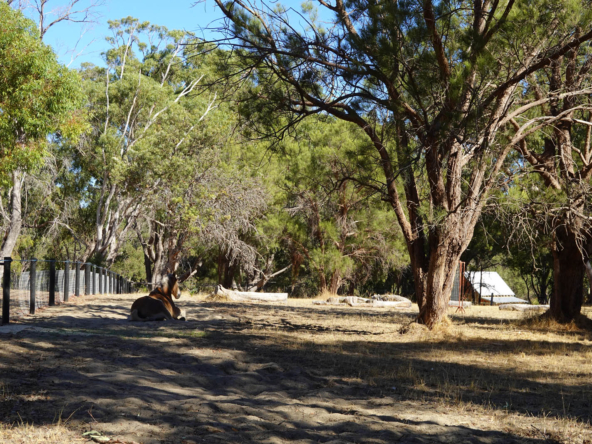 Horse in Paddock